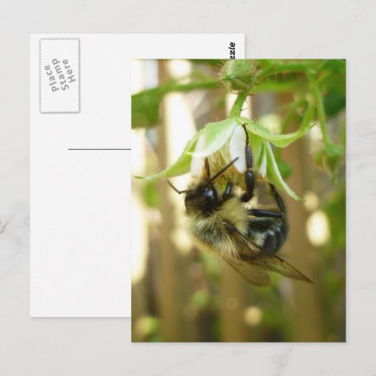 のまわりにはがき ポストカード (正面/裏面)