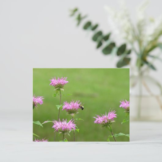 のまわりにオンビーバームフラワーポストカード ポストカード (スタンド正面)