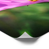 のまわりにオンピンクコスモス花閉まる ポスター (角)