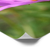 のまわりにオンピンクコスモス花 ポスター (角)