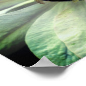 のまわりに上の白いクレマチス花 ポスター (角)