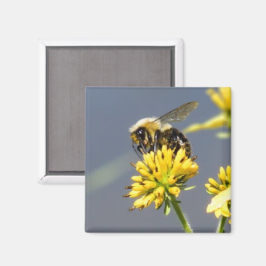 のまわりに磁石 マグネット (正面/裏面)