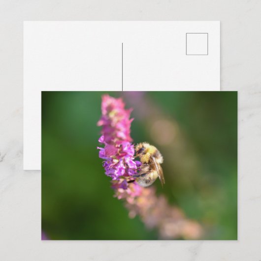 のまわりに ポストカード (正面/裏面)