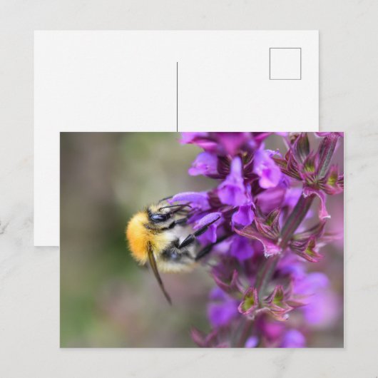 のまわりに ポストカード (正面/裏面)