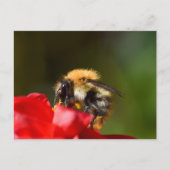 のまわりに ポストカード (正面)