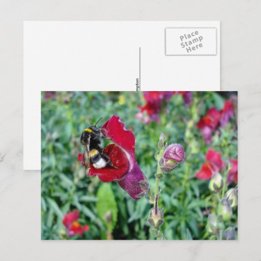 のまわりに ポストカード (正面/裏面)