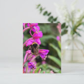 のまわりにFireweed – はがき (スタンド正面)