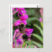 のまわりにFireweed – はがき (正面/裏面)