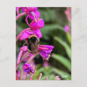 のまわりにFireweed – はがき (正面)