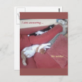 のんびり猫の楽しいポストカード - 昼寝 ポストカード (正面/裏面)