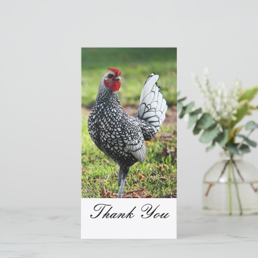 のオンドリの写真カードありがとう サンキューカード (スタンド正面)