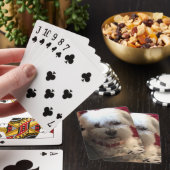 のカード遊のマルチーズ トランプ (インサイチュ)