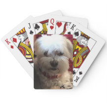 のカード遊のマルチーズ