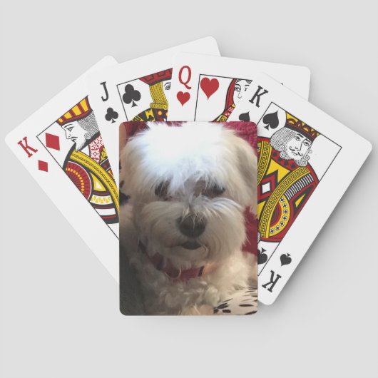 のカード遊のマルチーズ トランプ (裏面)