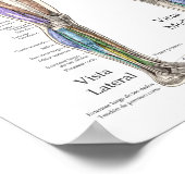 ~のヒト筋解剖図スペインの ポスター (角)