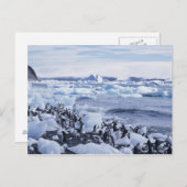 の中のアデリーペンギンのPygoscelisのadeliae) ポストカード (正面/裏面)