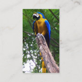 ~の名刺にオウムのポーズをとる 名刺 (裏面)