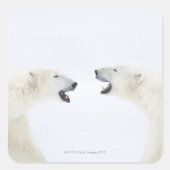 の後に雪の上に立っ遊たホッキョクグマ スクエアシール (正面)