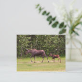 の後を追Moms Footmentsに ポストカード (スタンド正面)