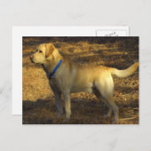 の日光の誇りを持ったなラブラドールの捜すこと用意して下さい ポストカード (正面/裏面)