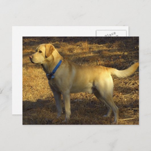 の日光の誇りを持ったなラブラドールの捜すこと用意して下さい ポストカード (正面/裏面)