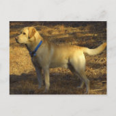 の日光の誇りを持ったなラブラドールの捜すこと用意して下さい ポストカード (正面)