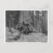 の木来を通ってウォワ素晴らしーナ ポストカード (正面)