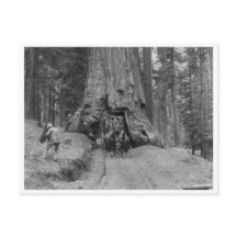 の木来を通ってウォワ素晴らしーナ