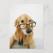 の椅子に座ってネクタイとメガネを着た犬 ポストカード (正面)