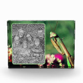 の祈マンティスが自分の個性を生み出す フォトブロック (正面)