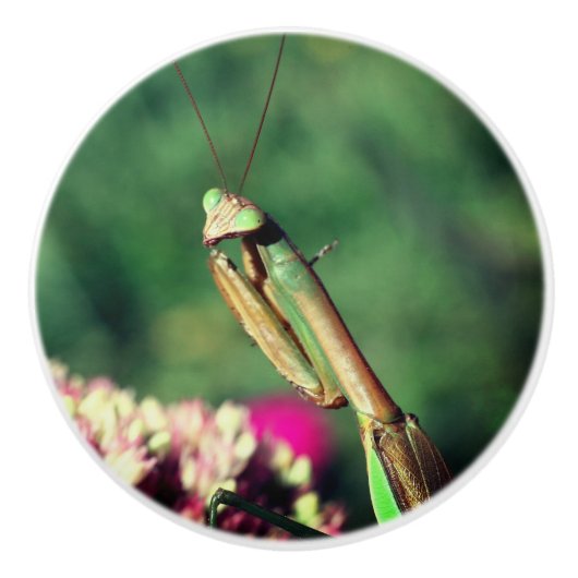 の祈マンティスが近い セラミックノブ (正面)