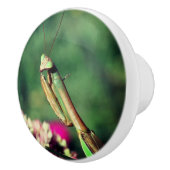 の祈マンティスが近い セラミックノブ (右)