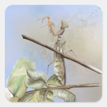 の祈マンティスの水色