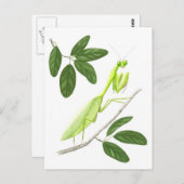 の祈マンティス葉書 ポストカード (正面/裏面)