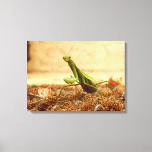 の祈Mantis Canvas Print キャンバスプリント