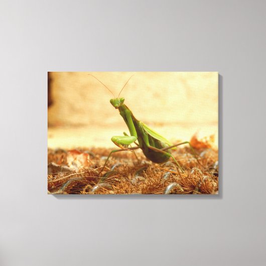 の祈Mantis Canvas Print キャンバスプリント (正面)