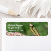 の祈Mantis Up Close自然アドレス ラベル (インサイチュ)