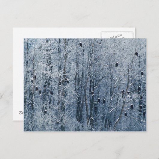 の禿げたイーグルス(Haliaeetusのleucocephalus) ポストカード (正面/裏面)