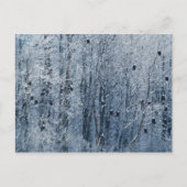 の禿げたイーグルス(Haliaeetusのleucocephalus) ポストカード (正面)