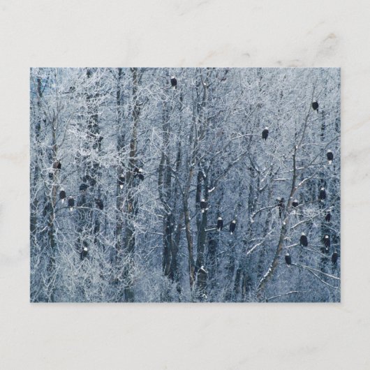 の禿げたイーグルス(Haliaeetusのleucocephalus) ポストカード (正面)