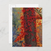 ~の秋に鮮やかな赤のバージニア州クリーパー ポストカード (正面/裏面)