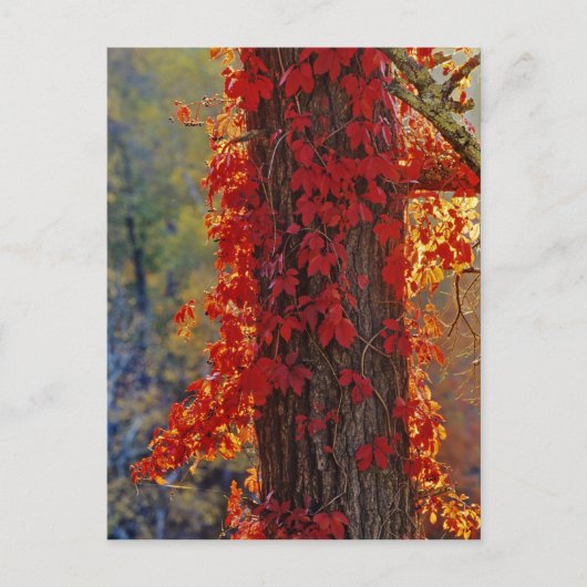 ~の秋に鮮やかな赤のバージニア州クリーパー ポストカード (正面)