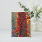 ~の秋に鮮やかな赤のバージニア州クリーパー ポストカード (スタンド正面)