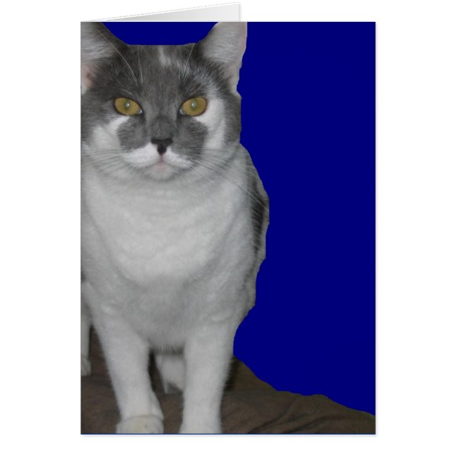 ~の空白のな子猫カード~ (正面)