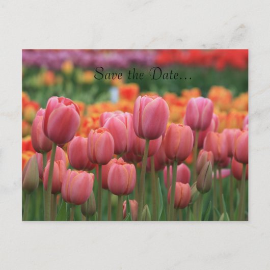 の結婚はがき、日付の保存… 案内ポストカード (正面)