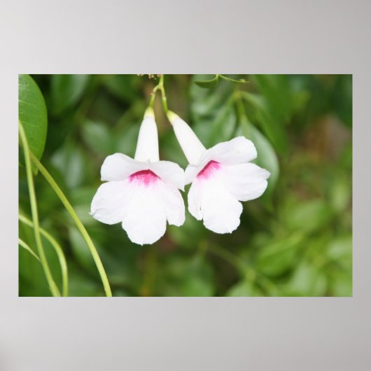 の結婚鐘花 ポスター (正面)