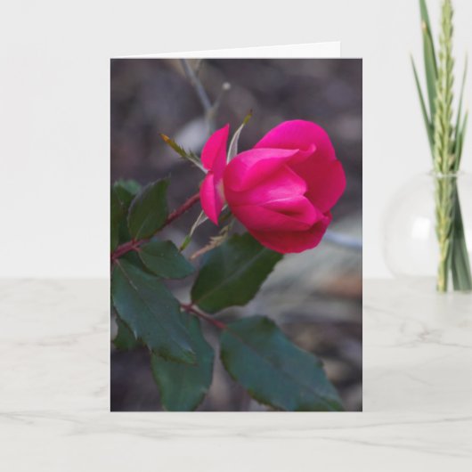 の考えあなたのピンクのローズ写真テンプレート カード (正面)