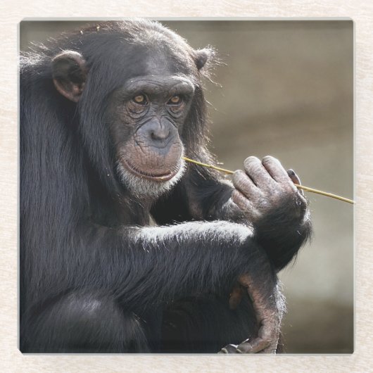 の考えるMonkeyingにつのまわりにいて ガラスコースター (正面)