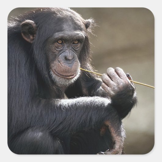 の考えるMonkeyingにつのまわりにいて スクエアシール (正面)