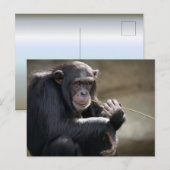 の考えるMonkeyingにつのまわりにいて ポストカード (正面/裏面)